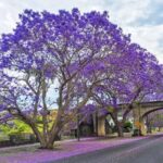 Jacaranda_Tree_3